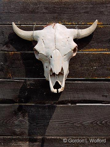 Cow Skull_04069.jpg - Photographed near Orillia, Ontario, Canada.